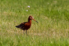 Black-tailed godwit (limosa limosa), Þingvellir National Park
