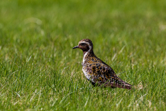 Golden plover (Pluvialis apricaria) in Þingvellir National Park