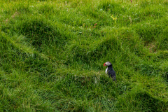 Atlantic puffin outside its burrow, south Iceland