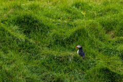 Atlantic puffin outside its burrow, south Iceland