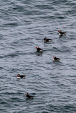 Atlantic puffins out to sea, south Iceland