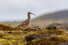 Eurasian whimbrel