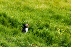 Puffin outside its burrow, South Iceland