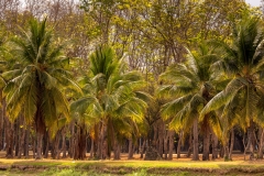 Sukhothai palms