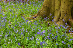 Bluebell woods, Polesden Lacy