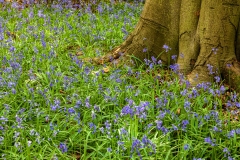Bluebell woods, Polesden Lacy