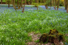Bluebells, Ranmore Common