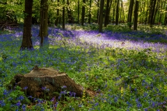 Bluebell woods, Polesden Lacy