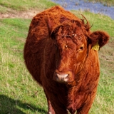 Cow, Cuckmere Valley