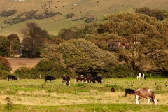 Cuckmere Valley