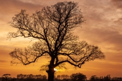 Oak tree silhouette