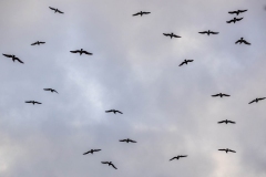 Palace Pier, Brighton