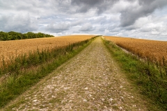 South Downs Way near Bignor Hill