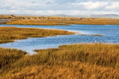 Chichester Harbour salt marshes