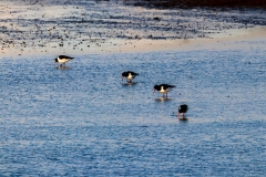 Oystercatchers in Chichester Harbour