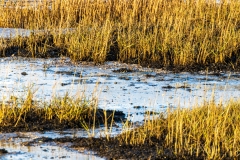 Close-up of Chichester Harbour saltmarshes