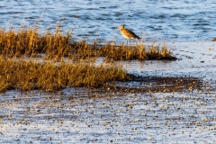 Curlew, Chichester Harbour