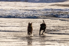 Dogs enjoying the surf