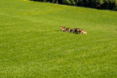 A herd of deer look on warily from a farmland field