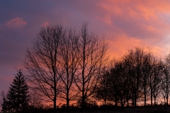 Trees silhouetted against a Winter sunset