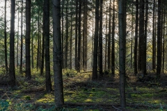 Pine plantation in Todham Rough near Midhurst, West Sussex, backlit by the low Winter sun on an early December afternoon.