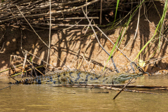 Crocodile on Rio Tortuguero