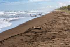 Tortuguero beach