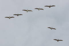 Brown pelicans (Pelecanus occidentalis) in flight
