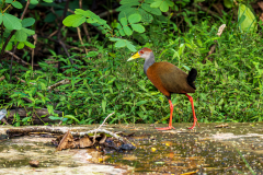 Grey-cowled wood rail (Aramides cajaneus)
