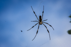 Golden silk orb-weaver (Trichonephila clavipes)