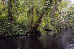Lagoon, Tortuguero National Park