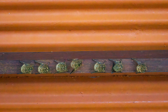 Roosting bats