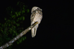 Great Potoo (Nyctibius grandis)