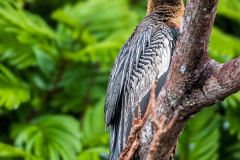 Anhinga (Anhinga anhinga)