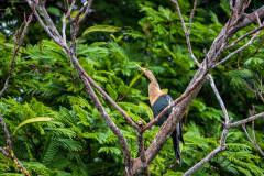 Anhinga (Anhinga anhinga)