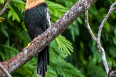Anhinga (Anhinga anhinga)