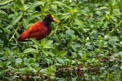 Northern Jacana (Jacana spinosa)