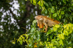 Green iguana (Iguana iguana)