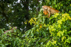 Green iguana (Iguana iguana)