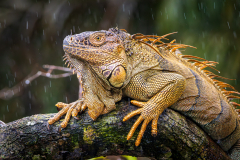 Green iguana (Iguana iguana)