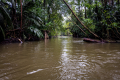 View of a small natural waterway in the Tortuguero National Park, its dark waters surrounded by lush, impenetrable rainforest. Limón, Costa Rica