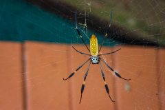Golden silk orb-weaver spider (Trichonephila clavipes)