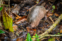 Nine-banded armadillo (Dasypus novemcinctus)