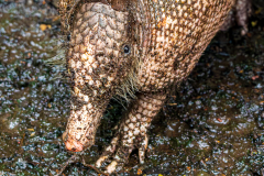 Nine-banded armadillo (Dasypus novemcinctus)