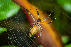 Golden silk orb-weaver spider (Trichonephila clavipes)