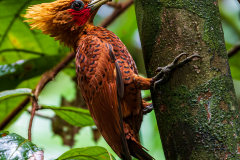 Chestnut-colored Woodpecker (Celeus castaneus)