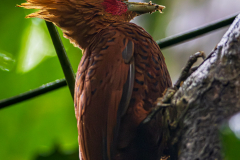 Chestnut-colored Woodpecker (Celeus castaneus)