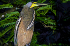 Bare-throated Tiger Heron (Tigrisoma mexicanum)