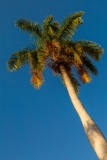 Plaza Mayor palm