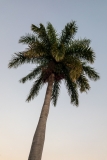 Plaza Mayor palm